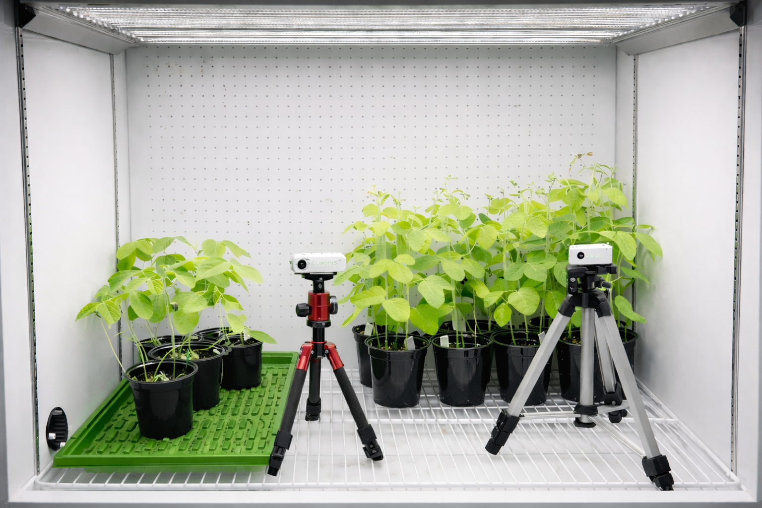 Astro Cultivators soybean research