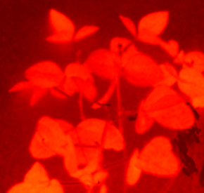 Hyperspectral sample image of soybean plants