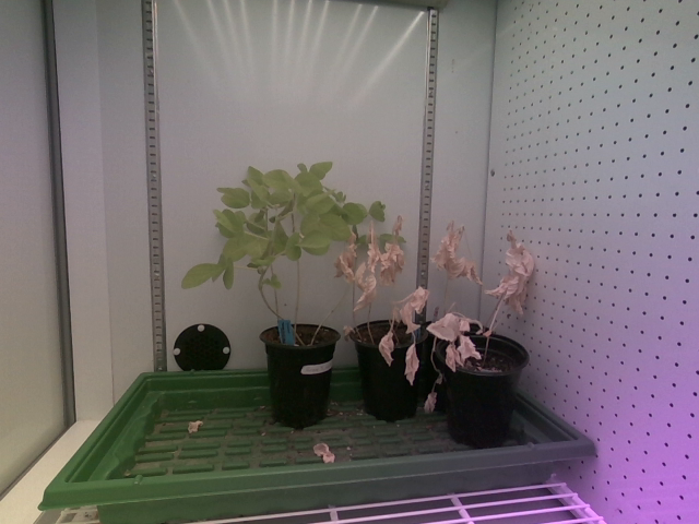 RGB sample image of soybean plants